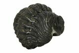 Bargain, Enrolled Austerops Trilobite - Morocco #119041-2
